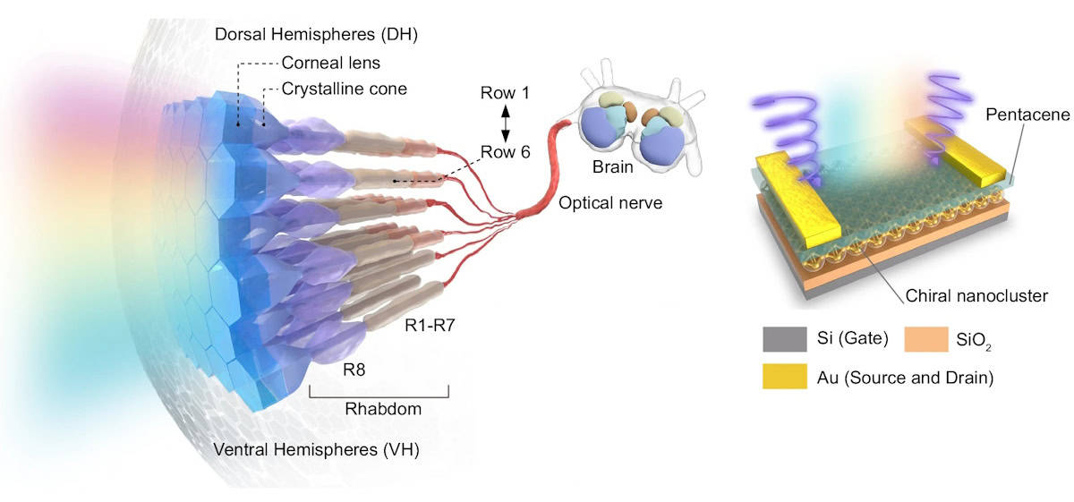 螳螂虾视觉系统和人工Nano团簇光感受器